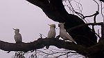 18-Cockatoos checkout our campsite at Forrest